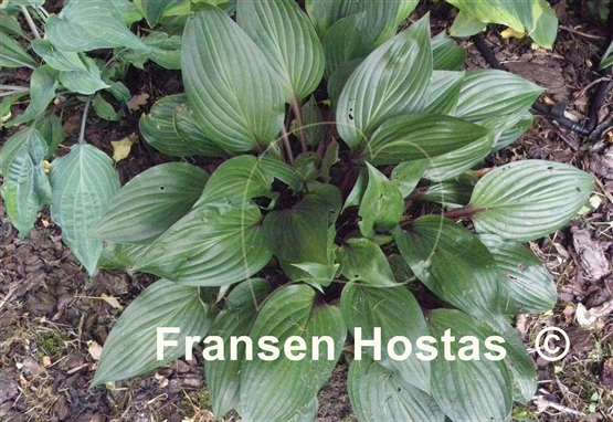 Hosta First Blush - Fransen Hostas